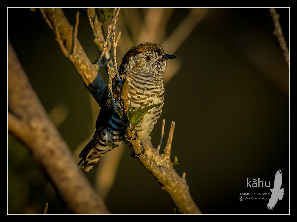 Shining Cuckoo surveying the area during early evening
