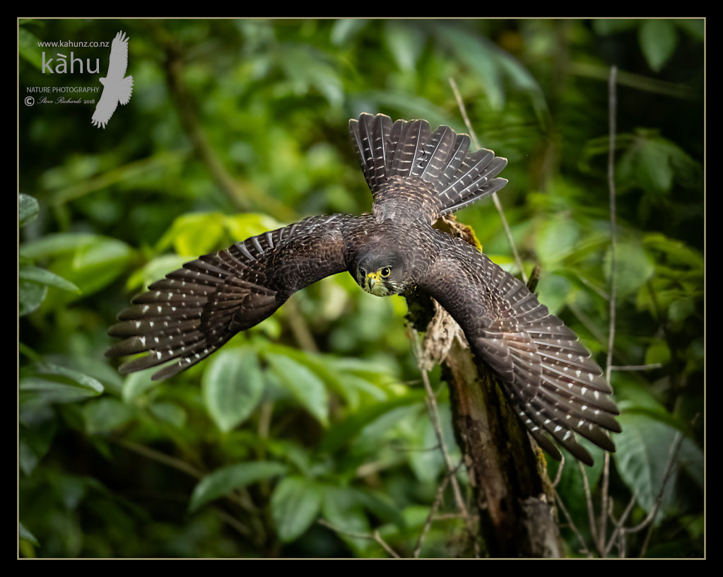 Falcon flys down to its nest