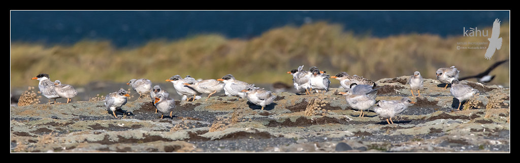 Caspian tern colony at Onoke Spit  CT14