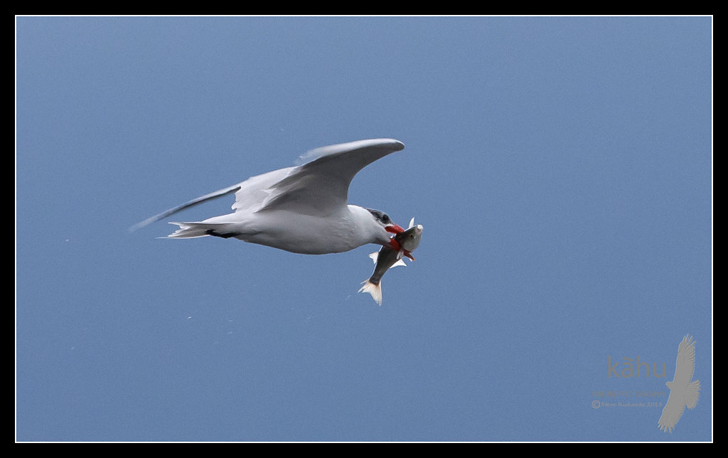 Caspian Tern with a herring, Kaikoura   CT17