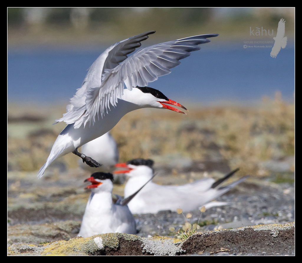 Caspian Tern lands in the colony at Onoke Spit  CT18