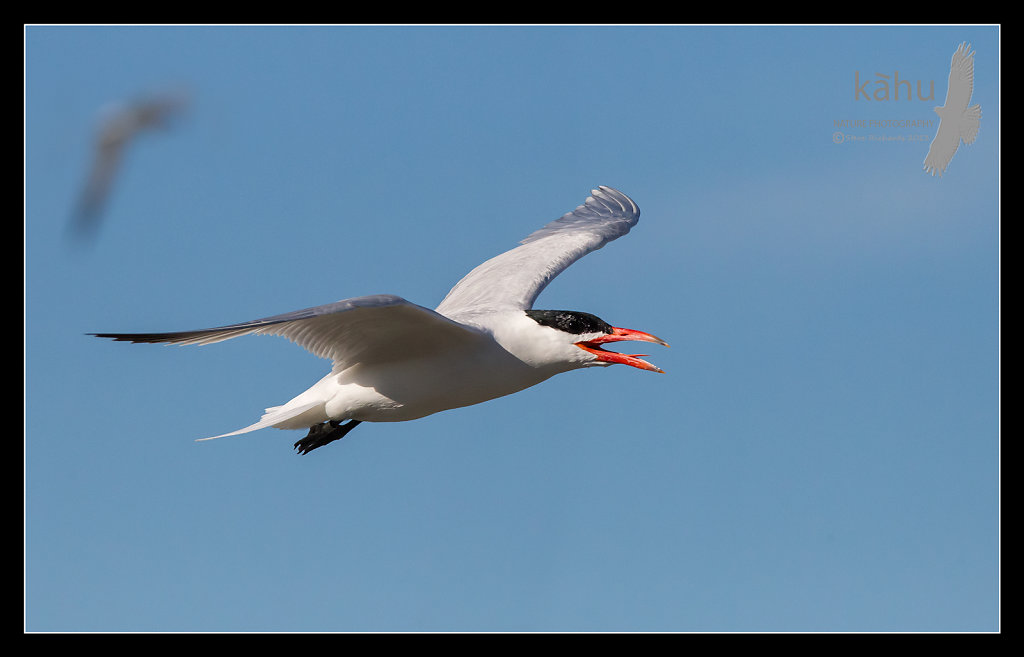 Capsian Tern in flight  CT19