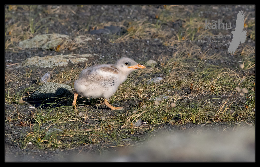 Caspian tern chick at Onoke Spit  CT21