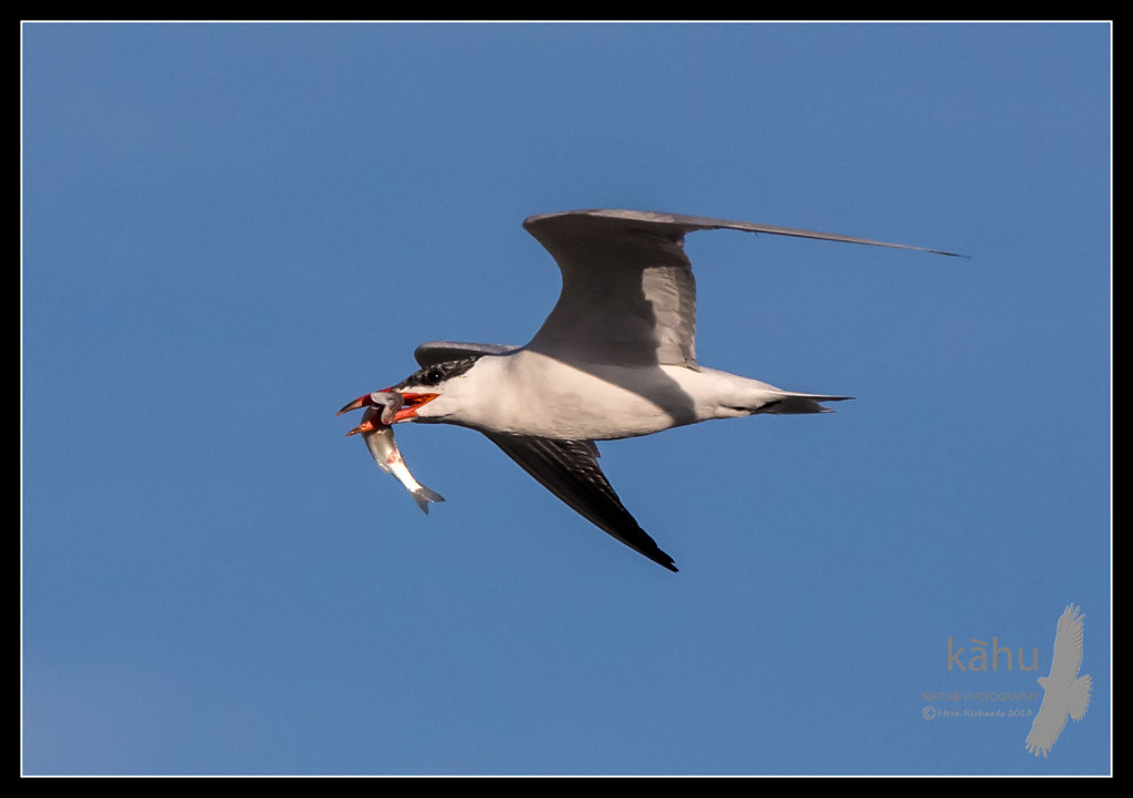 Caspian Tern returns with a fish for its chick  CT22