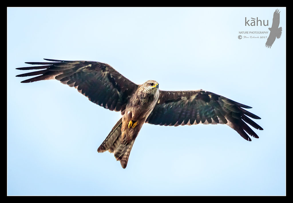 Australian Black Kite in flight