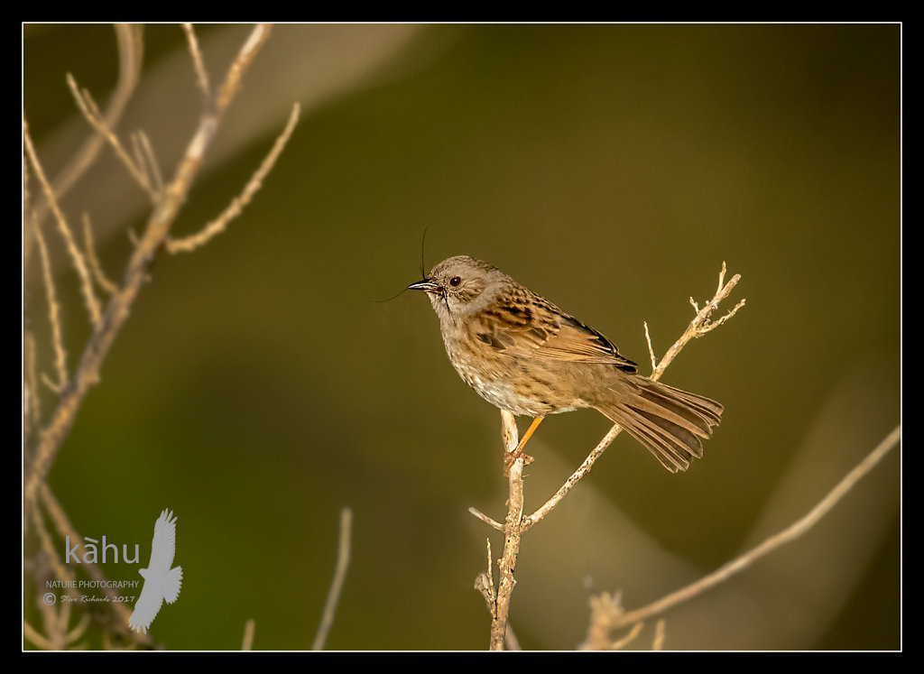 Dunnock with a spider in the evening sun
